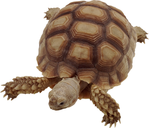Turtle PNG-24764